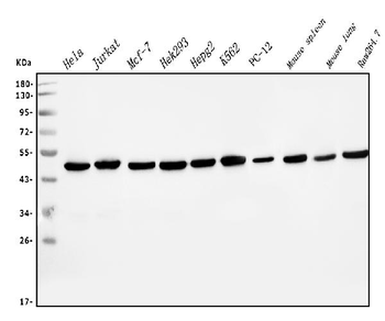 Anti-EIF4A1 Antibody (monoclonal, 11B8)