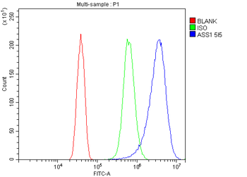 ASS1 Antibody (monoclonal, 5I5)