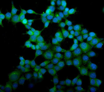 Anti-eRF1/ETF1 Antibody (monoclonal, 3B6)