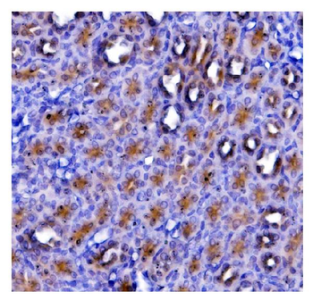 Anti-eRF1/ETF1 Antibody (monoclonal, 3B6)