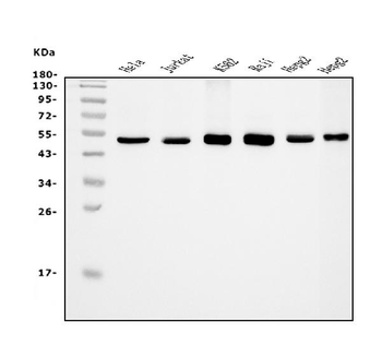 Anti-eRF1/ETF1 Antibody (monoclonal, 3E5)