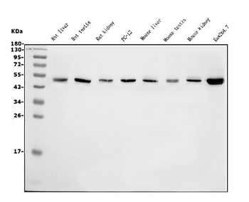 Anti-eRF1/ETF1 Antibody (monoclonal, 3E5)