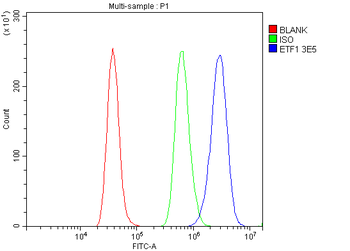 Anti-eRF1/ETF1 Antibody (monoclonal, 3E5)