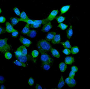 Anti-eRF1/ETF1 Antibody (monoclonal, 3E5)