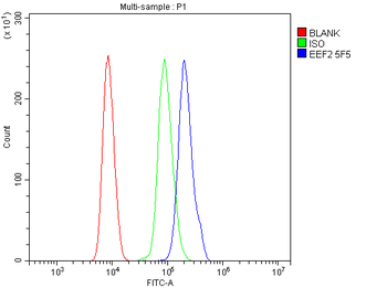 Anti-EEF2 Antibody (monoclonal, 5F5)