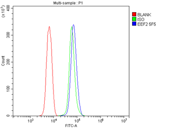 Anti-EEF2 Antibody (monoclonal, 5F5)