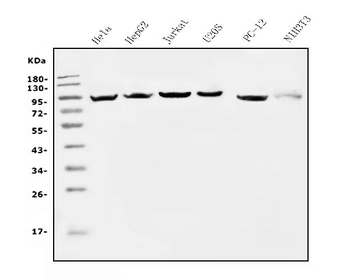 Anti-EEF2 Antibody (monoclonal, 5F5)