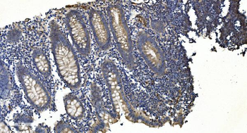 Anti-APPL/APPL1 Antibody (monoclonal, 5G11)