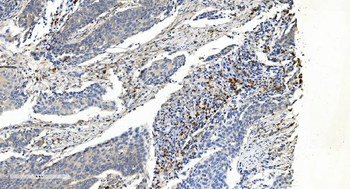 Anti-APPL/APPL1 Antibody (monoclonal, 5G11)
