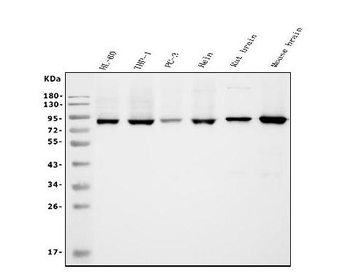 Anti-APPL/APPL1 Antibody (monoclonal, 5G11)