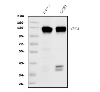 PROM1/CD133 Mouse Monoclonal Antibody