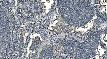 Anti-CD13/ANPEP Antibody (monoclonal, 5B9)