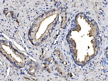 Anti-CD13/ANPEP Antibody (monoclonal, 5B9)
