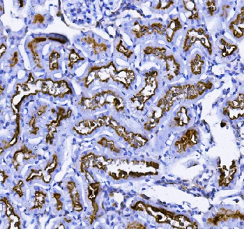Anti-CD13/ANPEP Antibody (monoclonal, 5B9)
