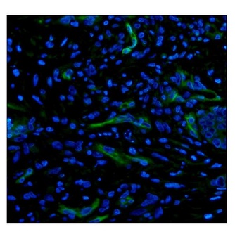 Anti-CD34 Antibody