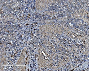Anti-CD34 Antibody