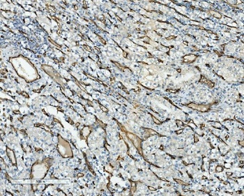 Anti-CD34 Antibody