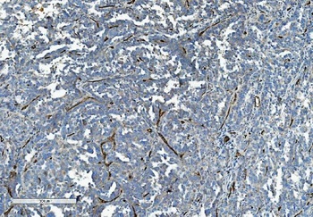 Anti-CD34 Antibody