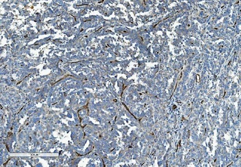 CD34 Antibody