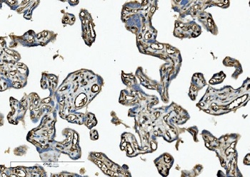 Anti-CD34 Antibody
