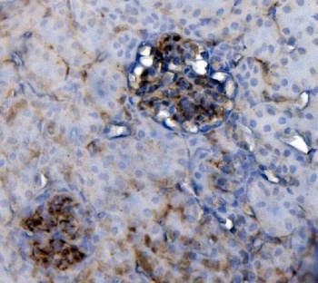 Anti-CD34 Antibody