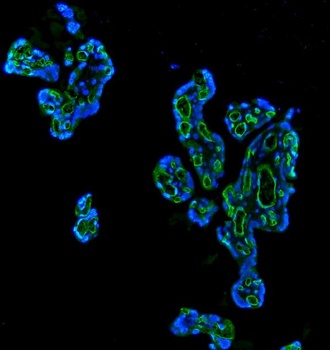 Anti-CD34 Antibody