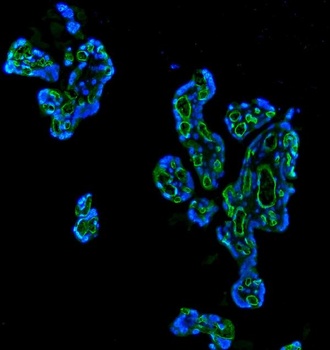 CD34 Antibody