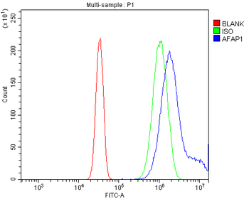 Anti-AFAP/AFAP1 Antibody