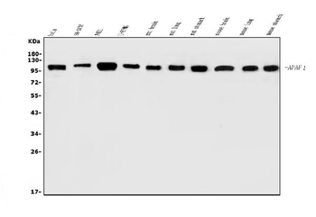 Anti-AFAP/AFAP1 Antibody