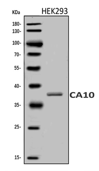 Carbonic anhydrase 10/CA10 Antibody