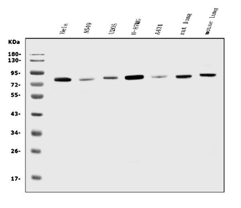 Anti-K Cadherin/CDH6 Antibody