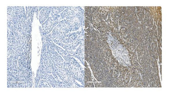 Anti-OB Cadherin/CDH11 Antibody
