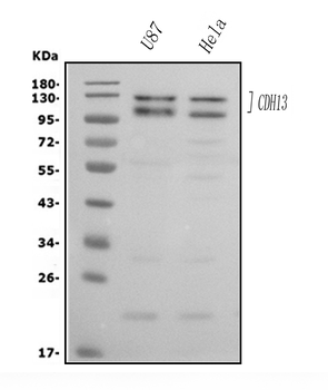 Anti-H Cadherin/CDH13 Antibody
