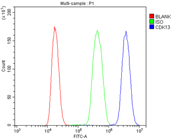 CDK13 Antibody