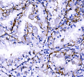 Anti-Claudin 7/CLDN-7 Antibody