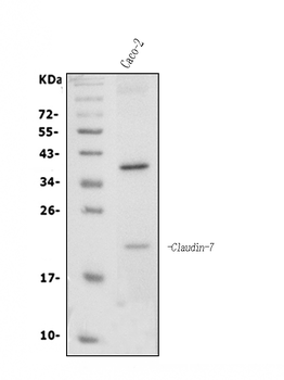 Anti-Claudin 7/CLDN-7 Antibody