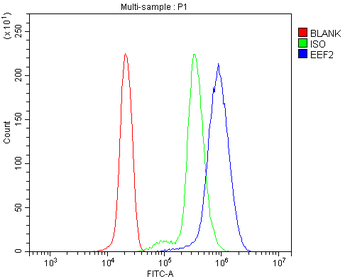 Anti-EEF2/Elongation factor 2 Antibody