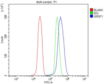 Anti-GRSF1 Antibody