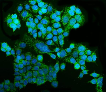 Anti-GRSF1 Antibody