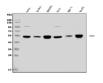 Anti-GRSF1 Antibody