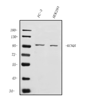 Anti-KCNQ5 Antibody