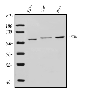 Anti-CARD4/NOD1 Antibody