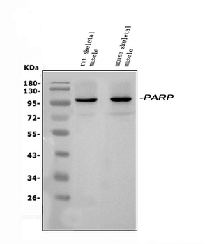 PARP9 Antibody