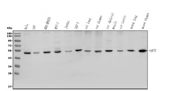 Sp7/Osterix Rabbit Polyclonal Antibody