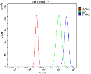 Anti-SCG10/STMN2 Antibody