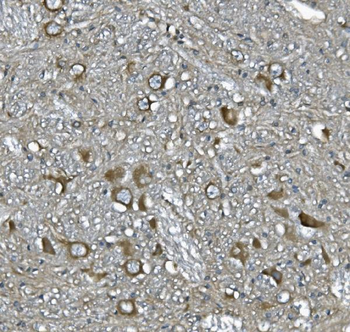Anti-SCG10/STMN2 Antibody