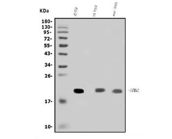 Anti-SCG10/STMN2 Antibody