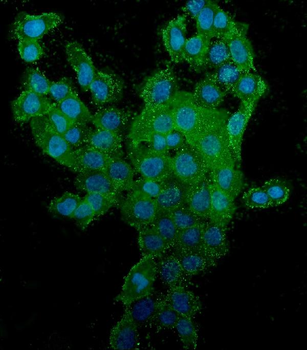 Anti-CD44 Antibody (monoclonal, 7H7)