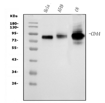 Anti-CD44 Antibody (monoclonal, 7H7)