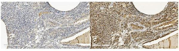 Anti-MPI Antibody (monoclonal, 5G5)